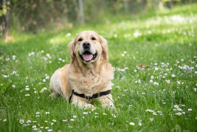 Paws, Play, Repeat: The Intricate Rituals of Dogs Chasing Toys