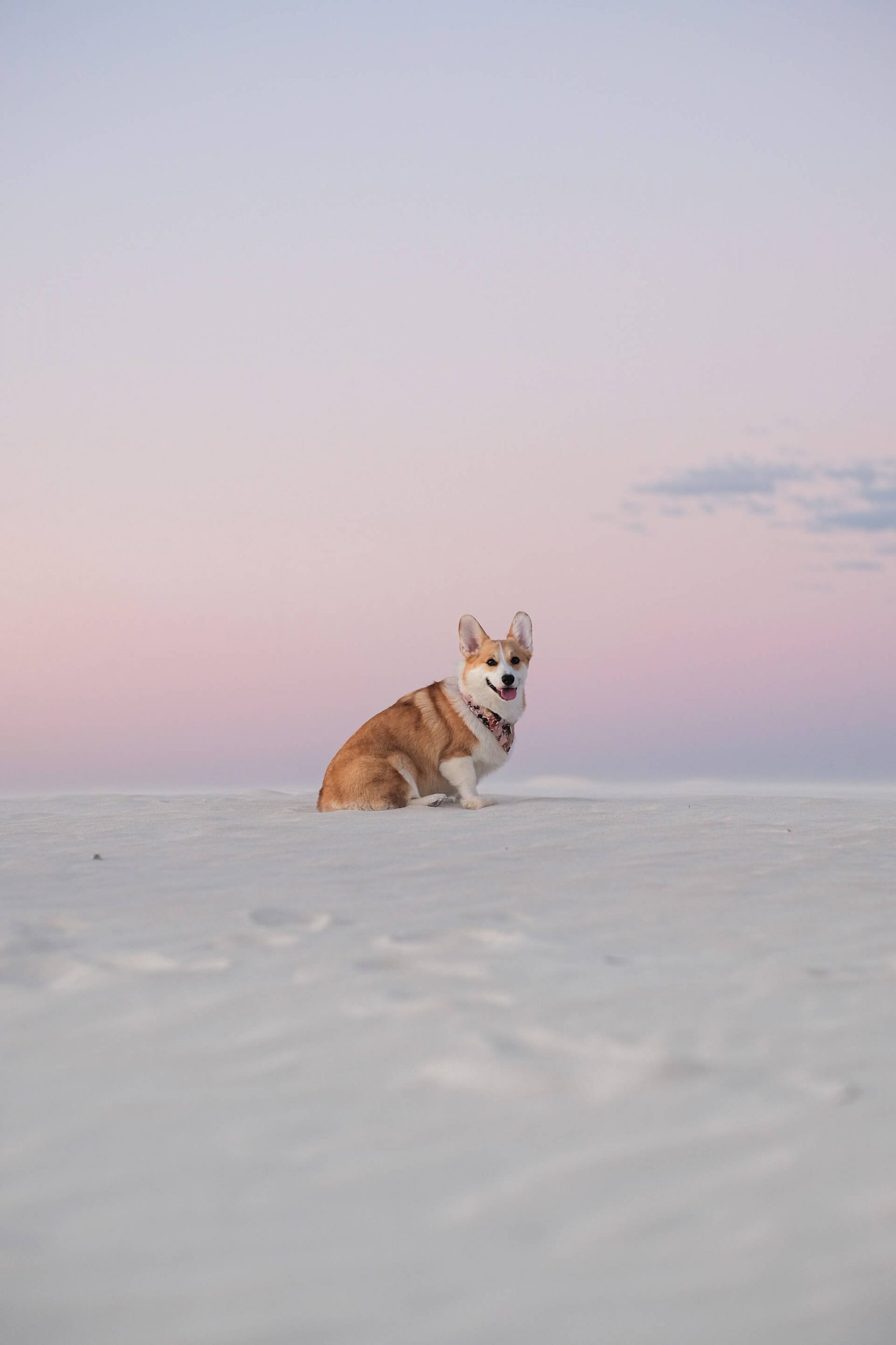 Safety First: Protect Your Furry Hero with a Tactical Dog Harness