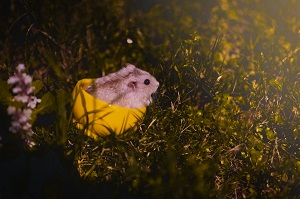 Preparing Food and Water in a Hamster Cage: A Complete Guide