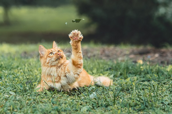 Considering Safety: Choosing Non-Toxic Materials for Cat Kicker Toys