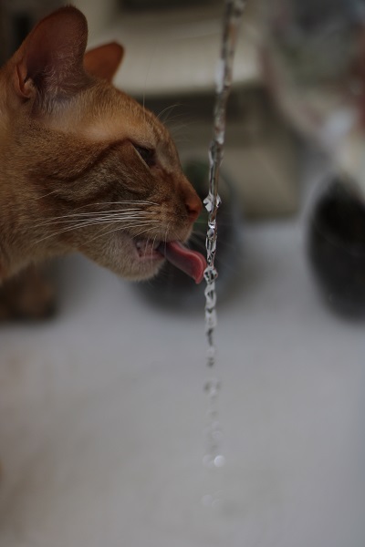 Cat Water Fountain Filter Replacement Guidelines